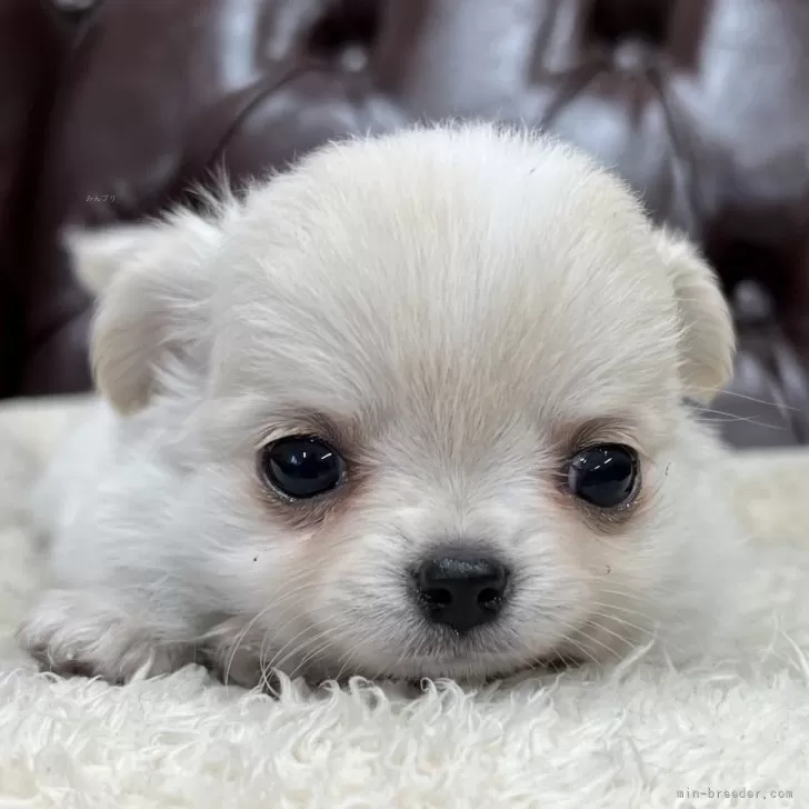 ID:2412-07584の子犬