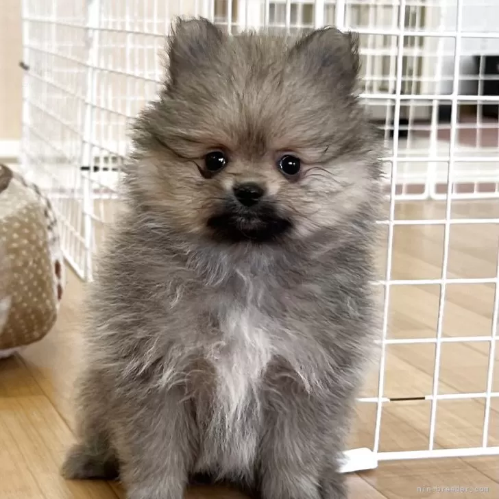 ID:2503-00395の子犬