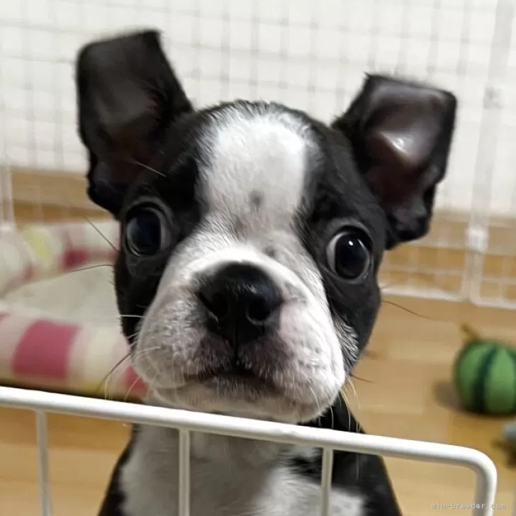 ID:2507-05793の子犬