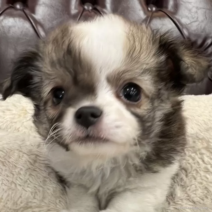 ID：2503-02088の子犬