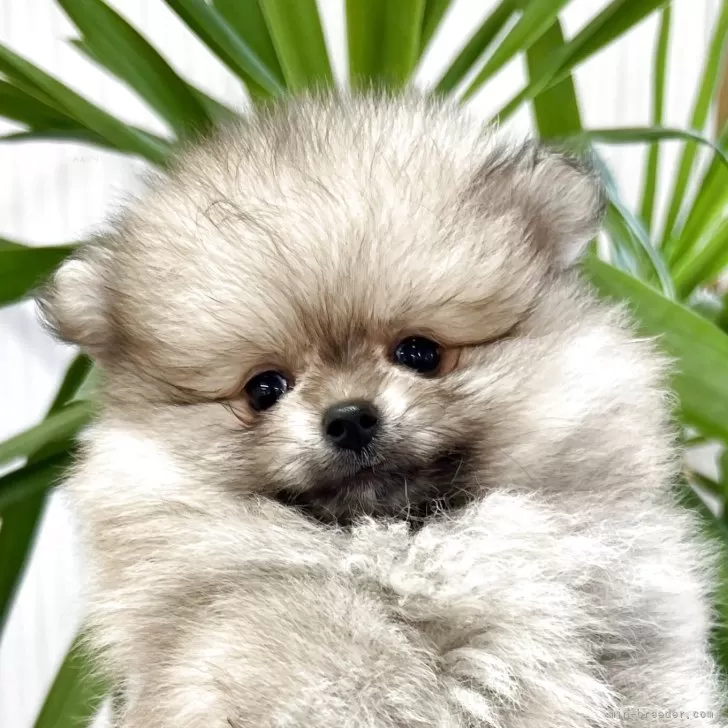 M.M 様のお迎えした子犬