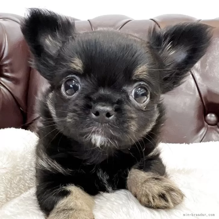 チワワ(ロング)【香川県・女の子・2025年1月25日・ブラッククリーム】の写真1