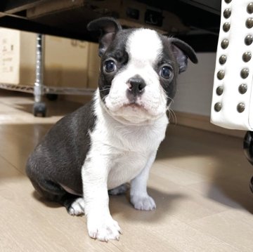 ボストンテリア【香川県・男の子・2025年10月29日・ボストンカラー】の写真「12月27日土曜日で一旦募集をストップします」