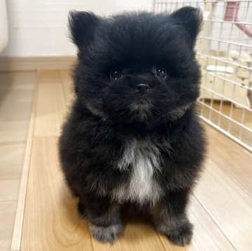 ポメラニアン【香川県・女の子・2025年9月26日・ブラック】の写真「可愛い女の子！」