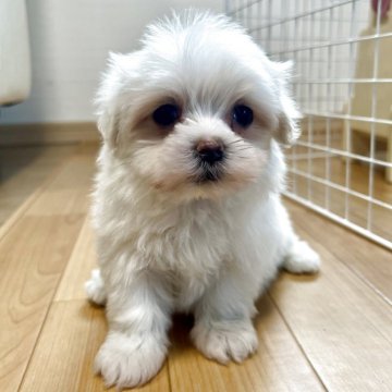 マルチーズ【香川県・女の子・2025年10月10日・ホワイト】の写真「可愛い女の子」