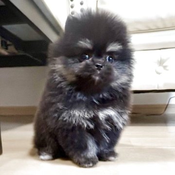 ポメラニアン【香川県・男の子・2025年10月25日・ブラックタン】の写真「可愛い男の子」