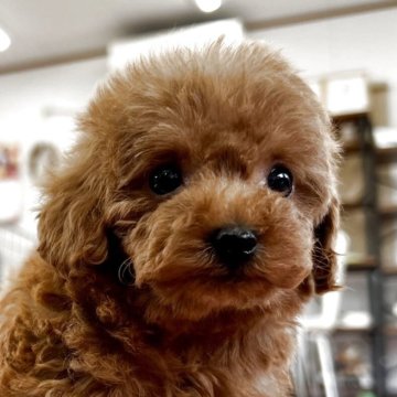 トイプードル(タイニー)【香川県・女の子・2025年3月24日・レッド】の写真「可愛い女の子」