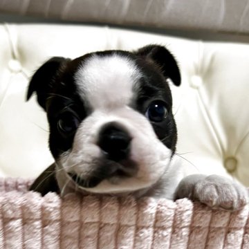 ボストンテリア【香川県・女の子・2025年10月2日・ボストンカラー】の写真「可愛い女の子」