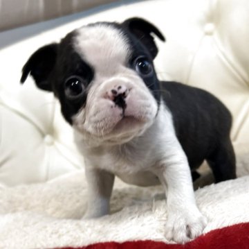 ボストンテリア【香川県・男の子・2025年10月29日・ボストンカラー】の写真「12月27日土曜日で一旦募集をストップします」