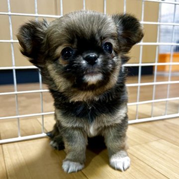 チワワ(ロング)【香川県・女の子・2025年10月11日・レッド】の写真「可愛い女の子！」