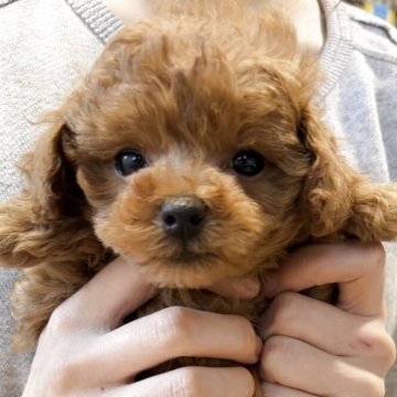 トイプードル(タイニー)【香川県・女の子・2025年10月10日・レッド】の写真「可愛い女の子」