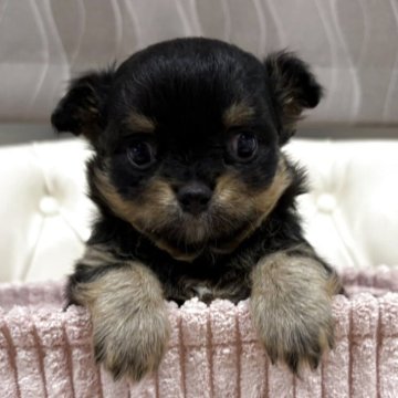 チワワ(ロング)【香川県・男の子・2025年10月20日・ブラッククリーム】の写真「可愛い男の子」