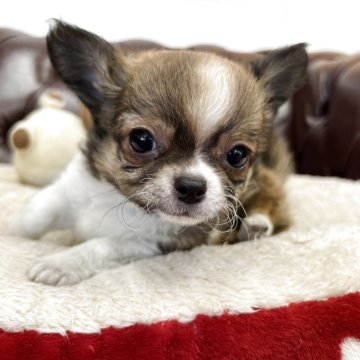 チワワ(ロング)【香川県・男の子・2025年1月29日・レッドホワイト】の写真「3月29日土曜日12時で一旦募集をストップします」