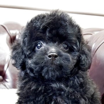 トイプードル(タイニー)【香川県・男の子・2025年3月24日・ブラック】の写真「可愛い男の子！」