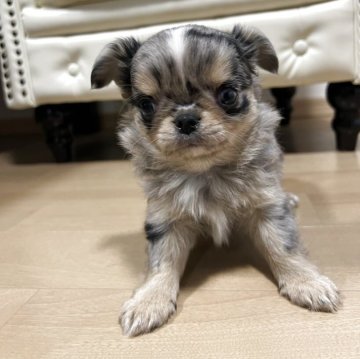 チワワ(ロング)【香川県・男の子・2025年9月25日・ブルーマール】の写真「11月21日金曜日で一旦募集をストップします」