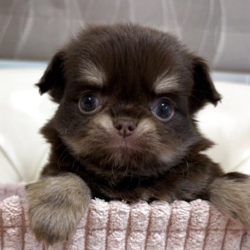 チワワ(ロング)【香川県・女の子・2025年10月28日・チョコクリーム】の写真「可愛い女の子」