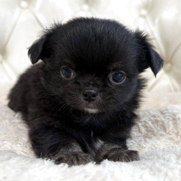 チワワ(ロング)【香川県・男の子・2025年10月17日・ブラックタン】の写真「可愛い男の子」