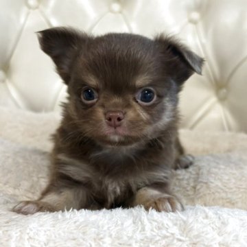 チワワ(ロング)【香川県・男の子・2025年10月17日・チョコクリーム】の写真「12月13日土曜日で一旦募集をストップします」