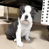 ボストンテリア