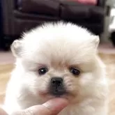 ポメラニアン