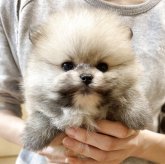 ポメラニアン
