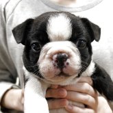 ボストンテリア