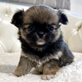 チワワ(ロング)