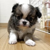 チワワ(ロング)