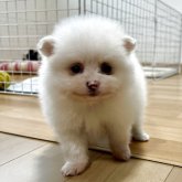 ポメラニアン