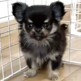 チワワ(ロング)