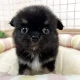 チワワ(ロング)