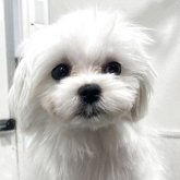マルチーズ