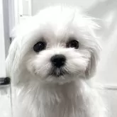 マルチーズ