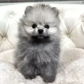 ポメラニアン