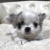 チワワ(ロング)