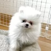 ポメラニアン