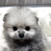 ポメラニアン