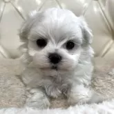 マルチーズ【香川県・男の子・2025年10月8日・ホワイト】の写真1