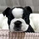 ボストンテリア