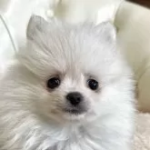 ポメラニアン