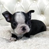 ボストンテリア