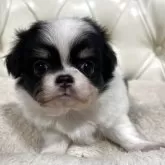 チワワ(ロング)