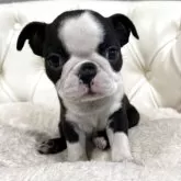 ボストンテリア