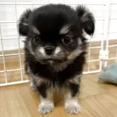 チワワ(ロング)