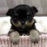 チワワ(ロング)