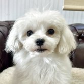 マルチーズ