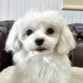 マルチーズ