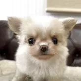 チワワ(ロング)