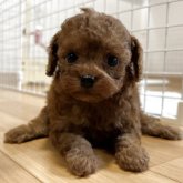 トイプードル(タイニー)