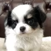 チワワ(ロング)